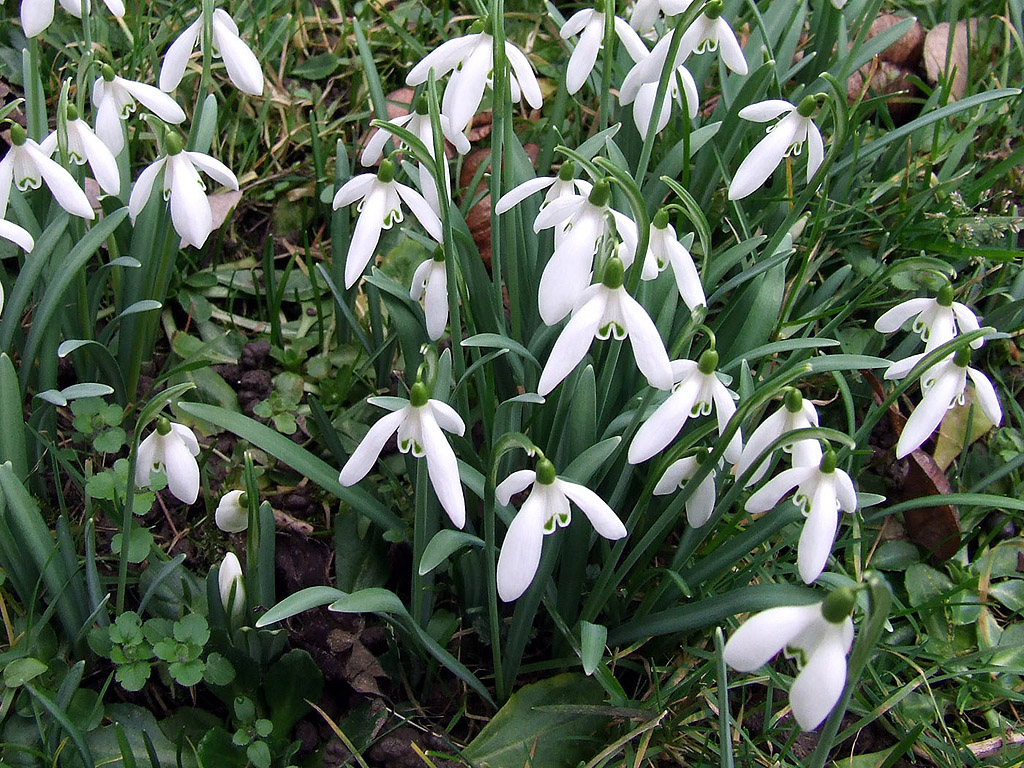 Schneeglöckchen - Frühling ist da!