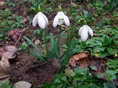 Schneeglöckchen, Frühjahrsblume