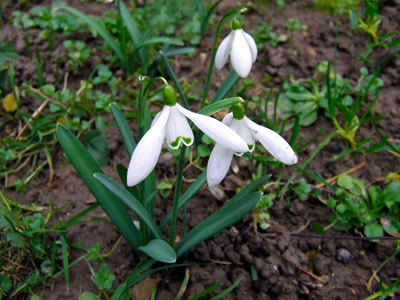 Schneeglöckchen, Frühjahrsblume