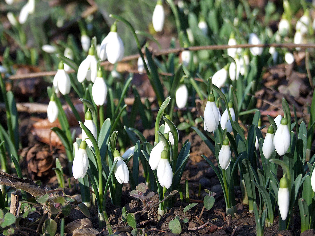 Schneeglöckchen - Frühling ist da!