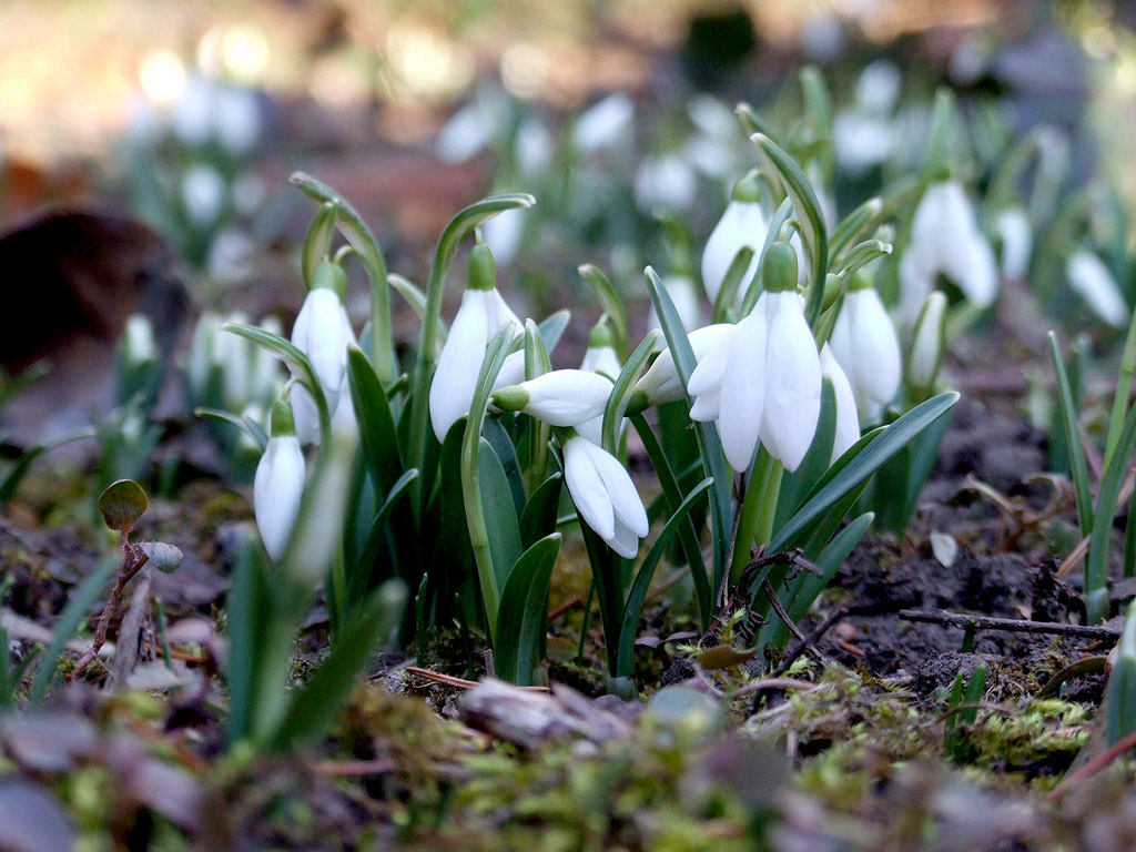 Schneeglöckchen - Frühling ist da!