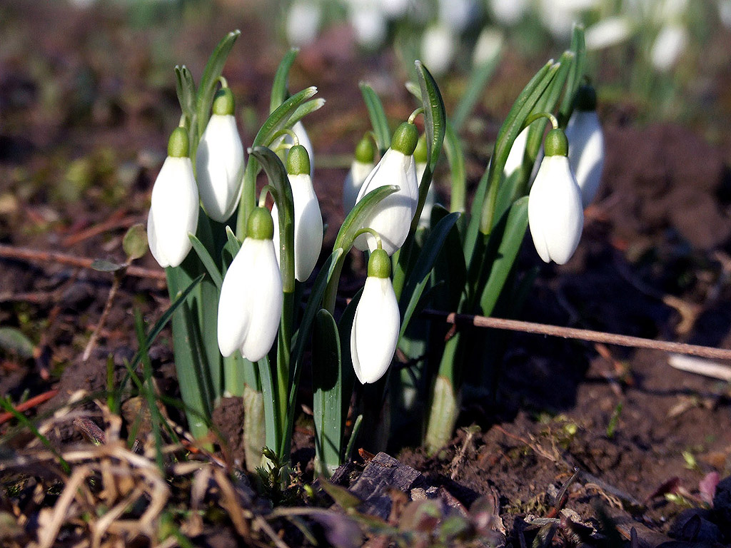 Schneeglöckchen - Frühling ist da!