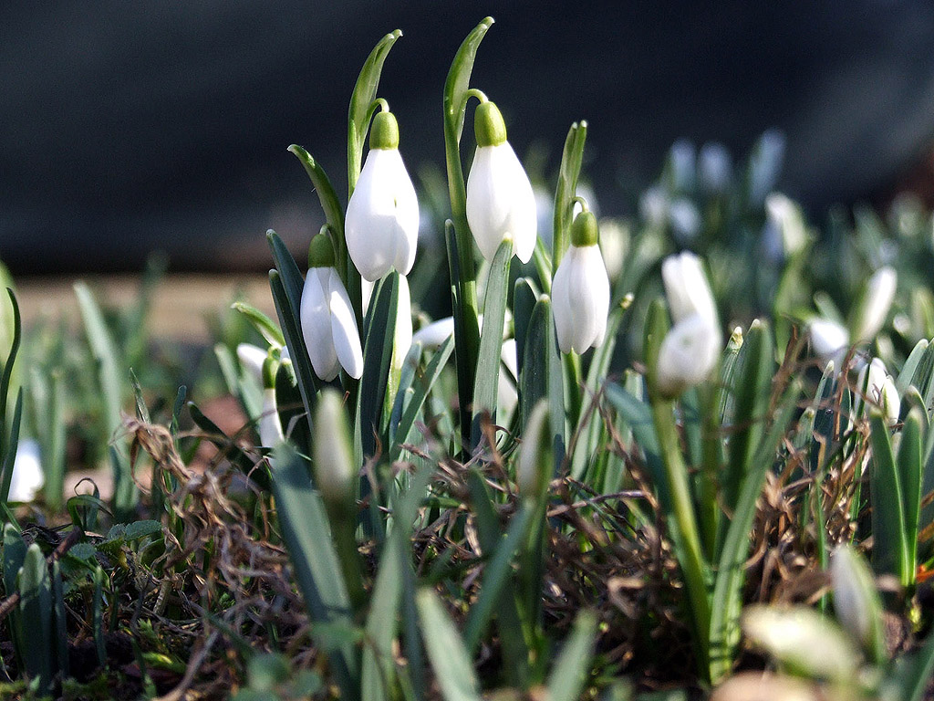 Schneeglöckchen - Frühling ist da!