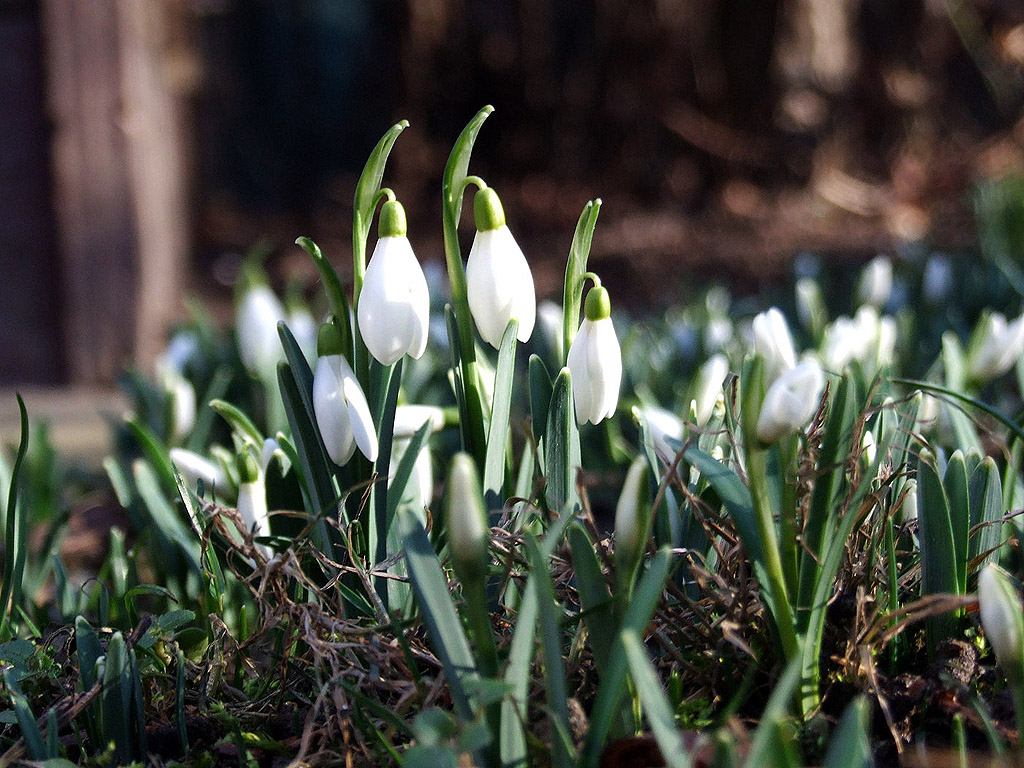 Schneeglöckchen - Frühling ist da!