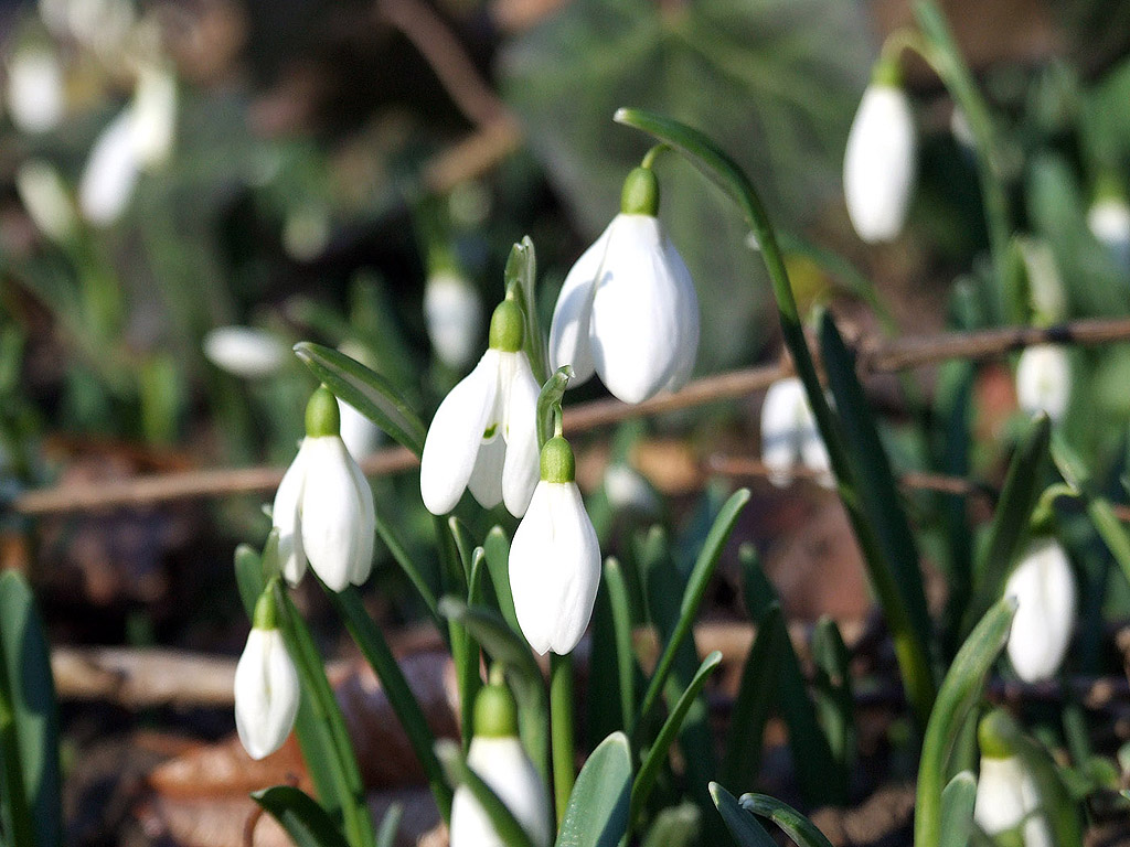 Schneeglöckchen - Frühling ist da!