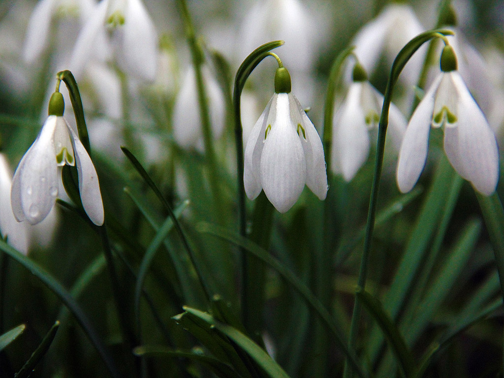 Schneeglöckchen - Frühling ist da! - snowdrop