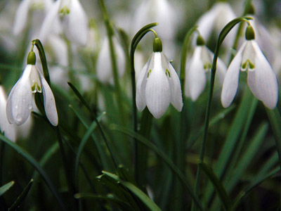 Schneeglöckchen, Frühjahrsblume