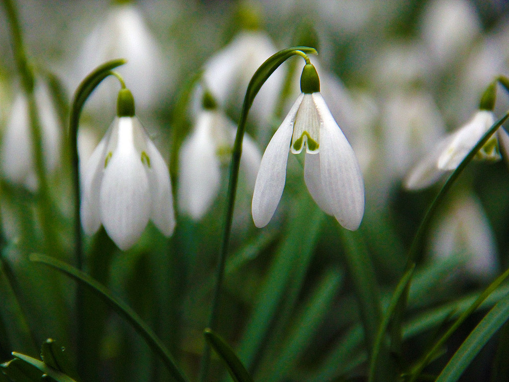 Schneeglöckchen - Frühling ist da! - snowdrop