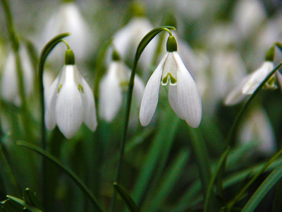 Schneeglöckchen, Frühjahrsblume