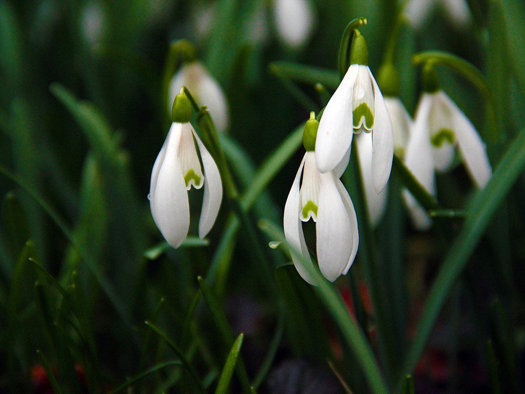 Schneeglöckchen - Frühling ist da! - snowdrop