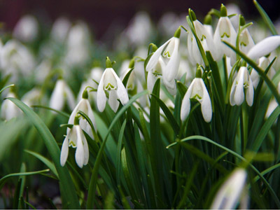 Schneeglöckchen, Frühjahrsblume