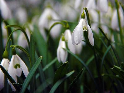 Schneeglöckchen, Frühjahrsblume