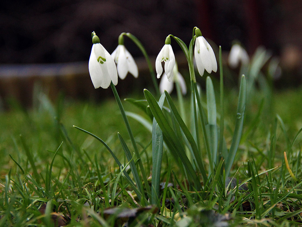 Schneeglöckchen - Frühling ist da! - snowdrop