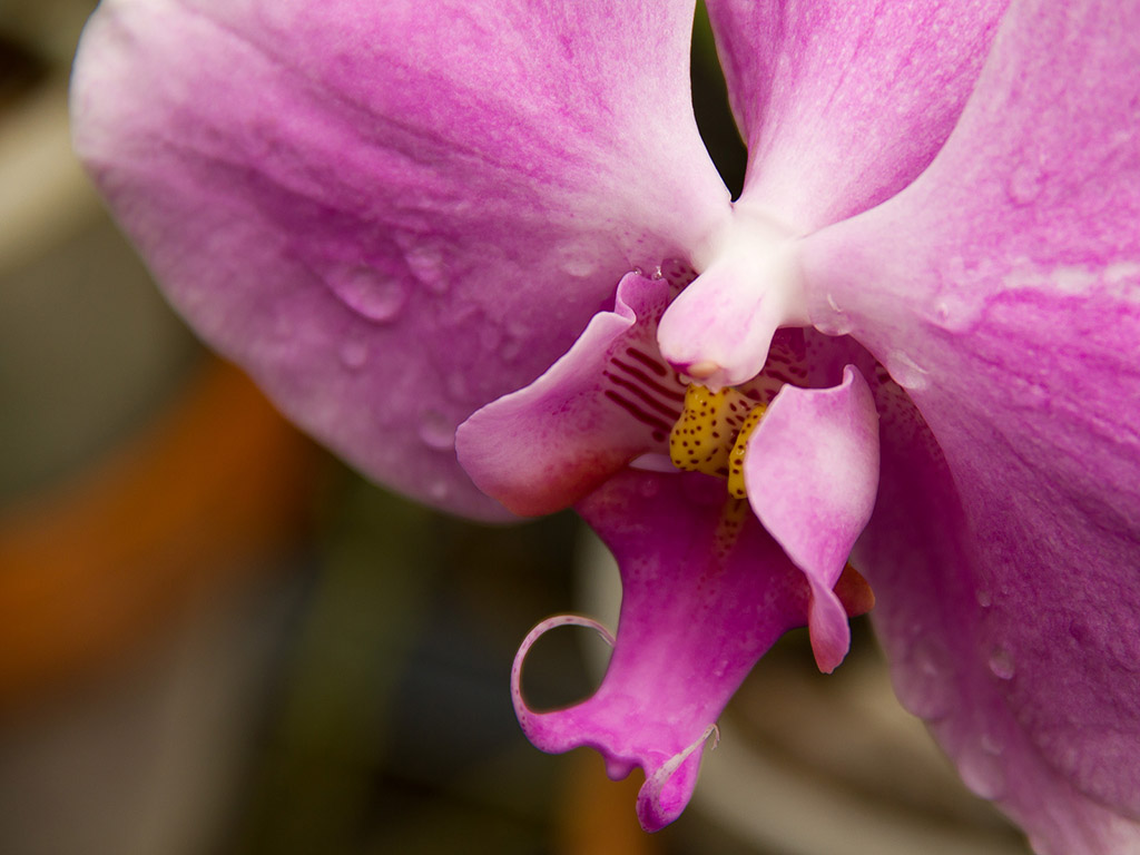 Orchidee #001