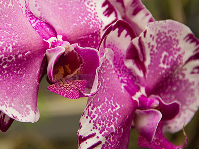 Orchidee