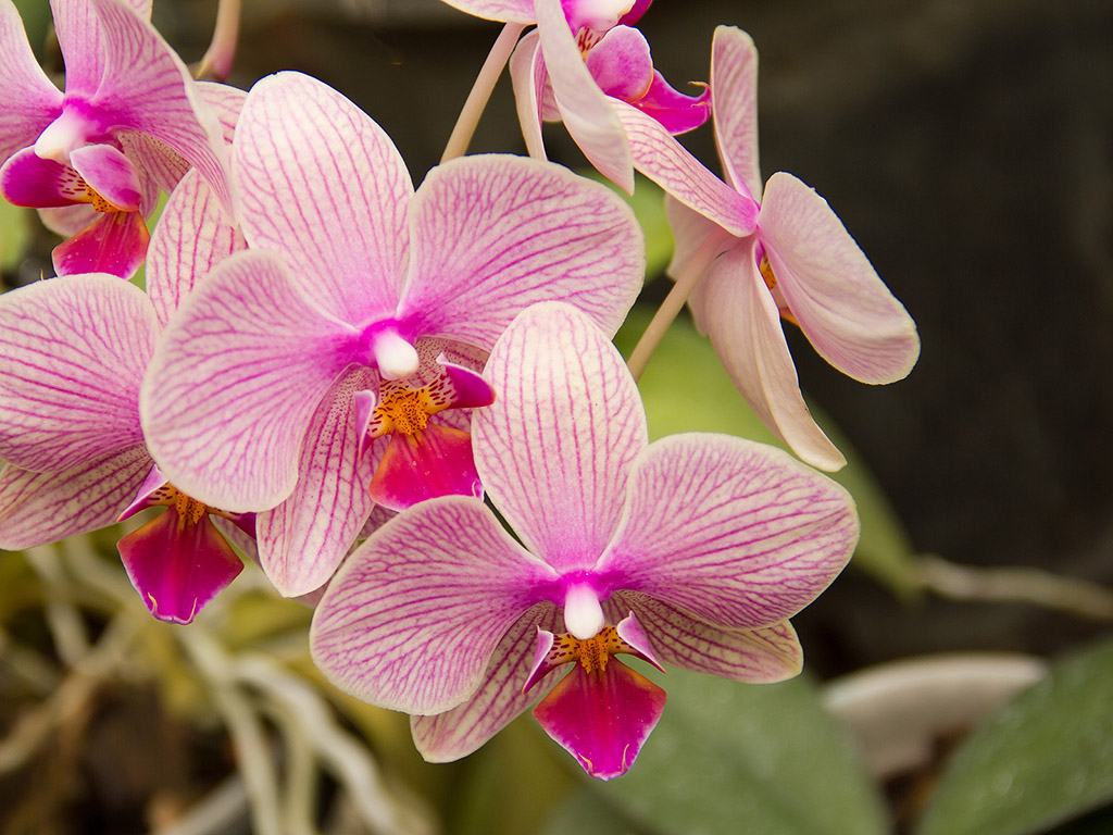 Orchidee #003