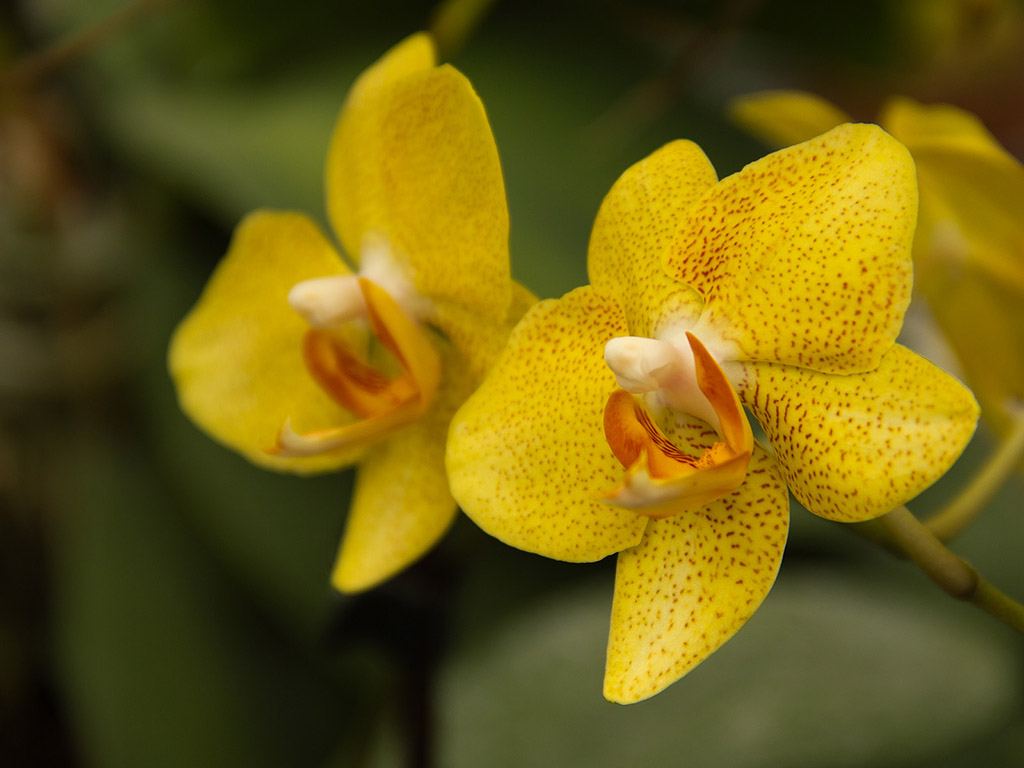 Orchidee #004