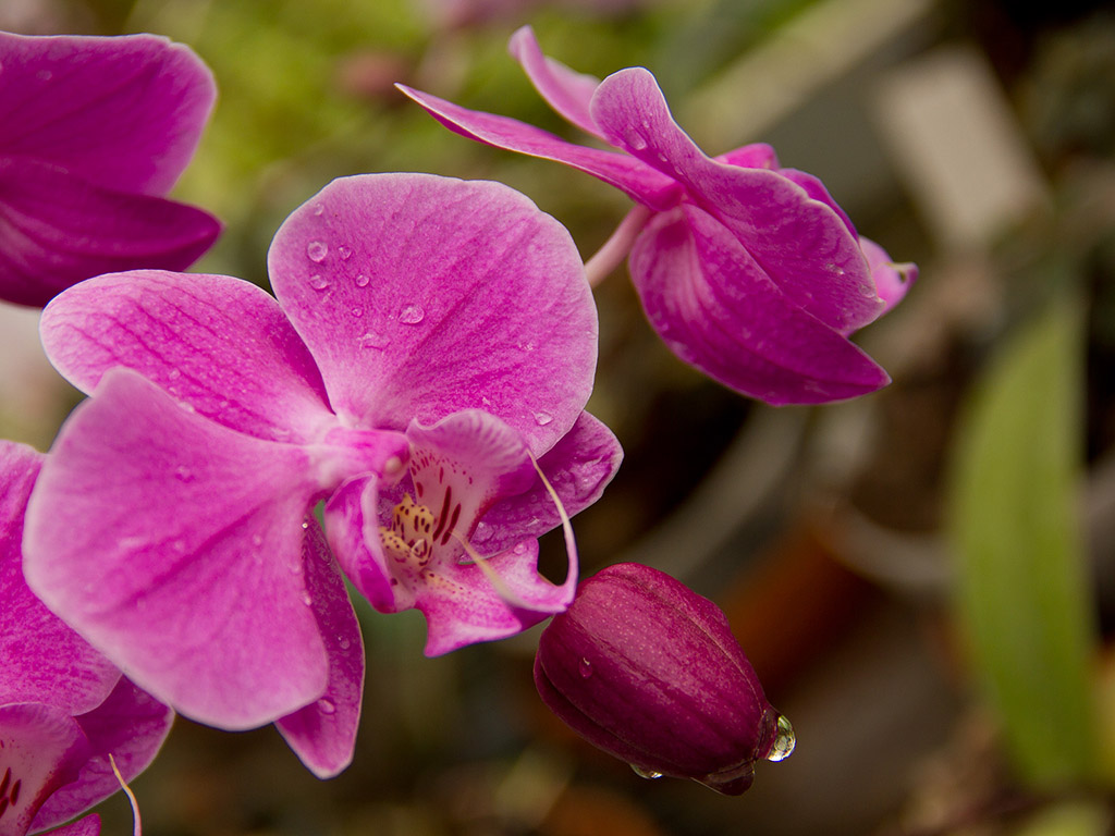Orchidee #005