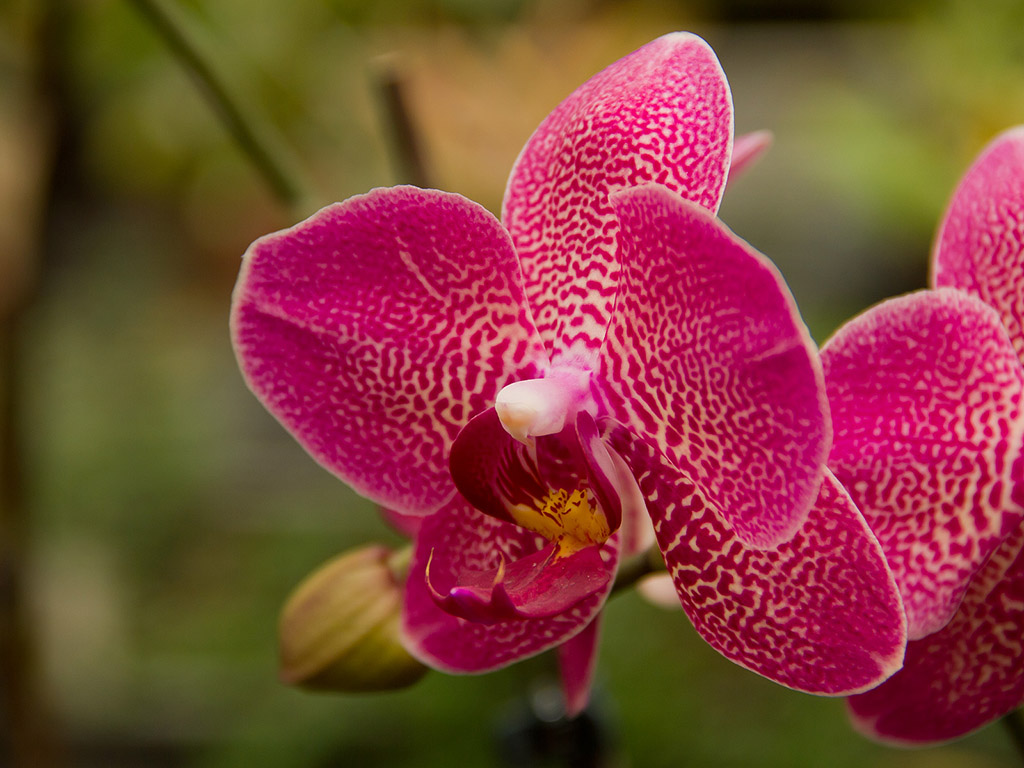 Orchidee #006