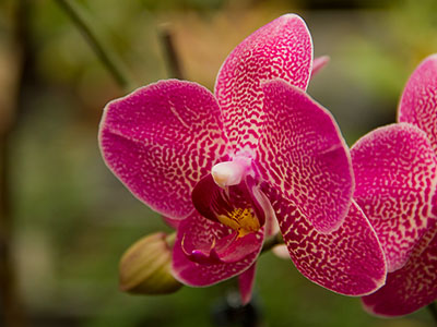 Orchidee