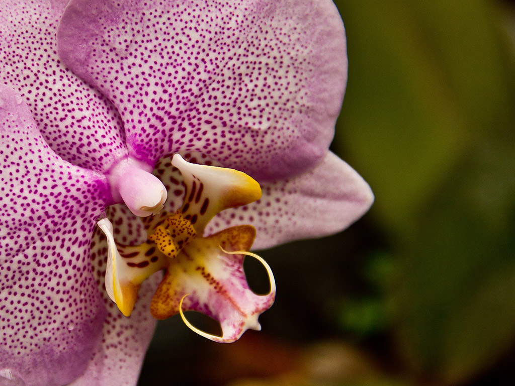 Orchidee #007