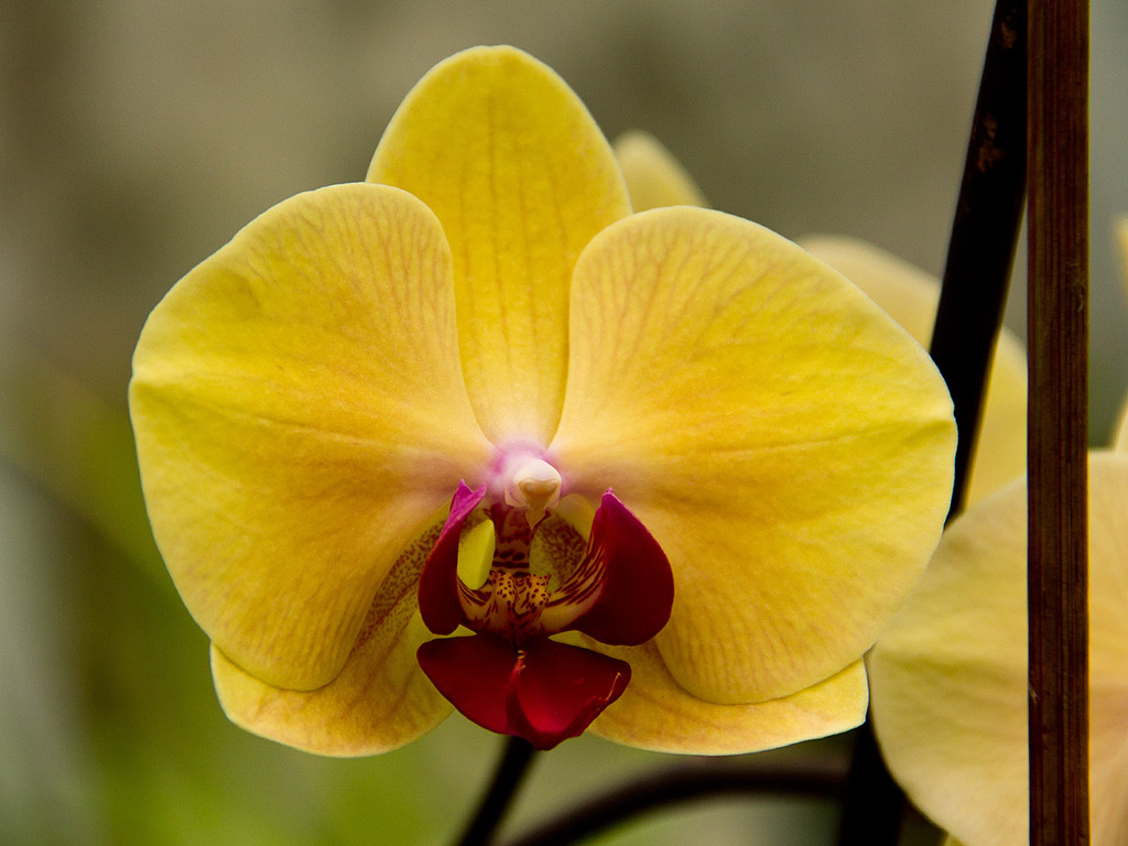 Orchidee #008