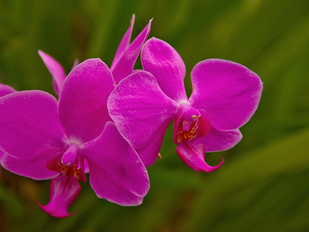 Orchidee #009