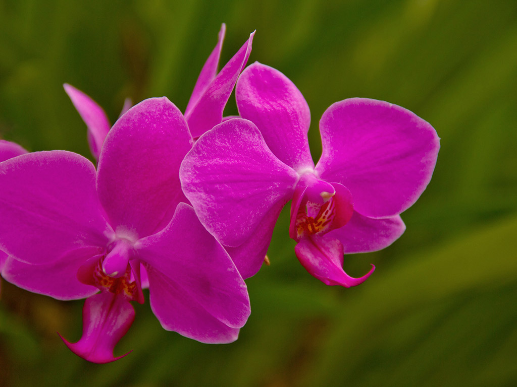 Orchidee