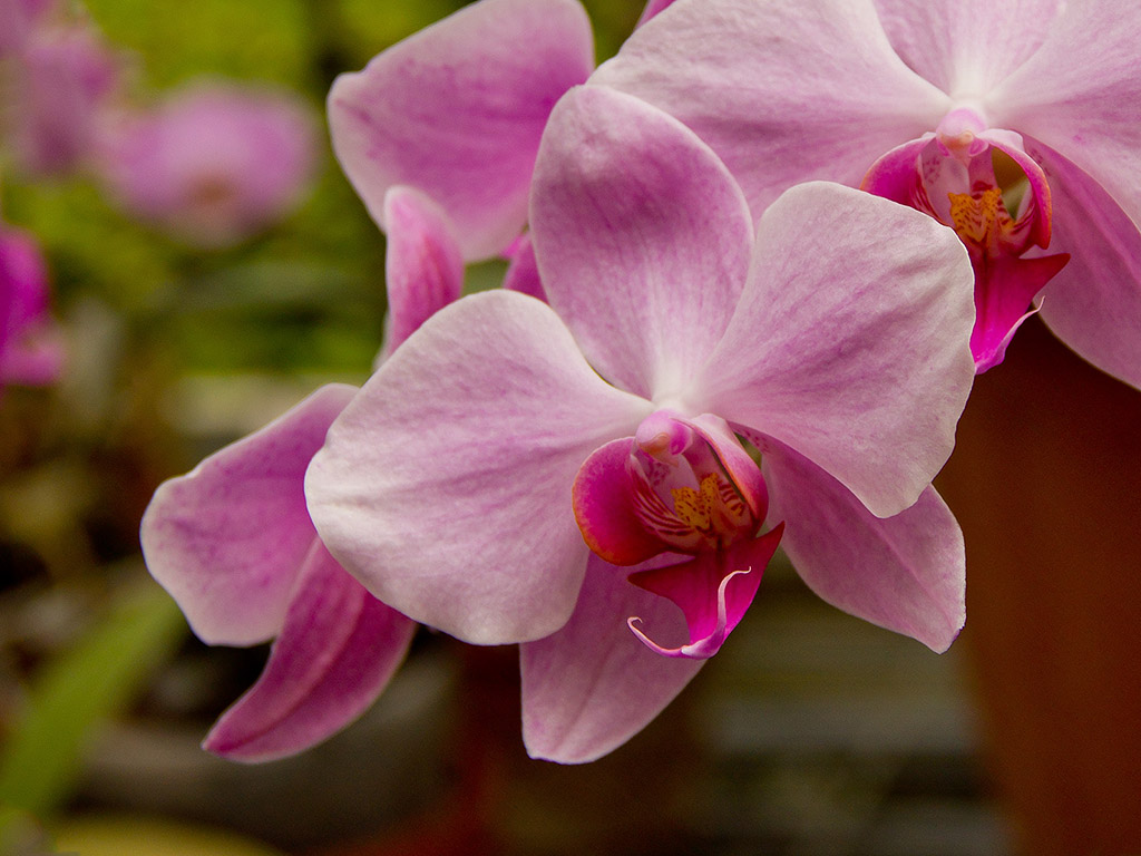 Orchidee #021