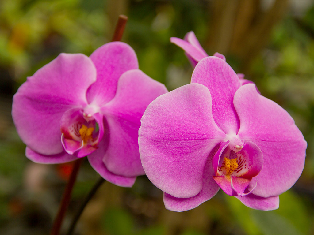 Orchidee #022