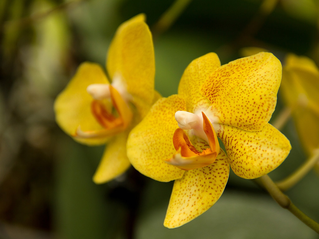 Orchidee #023