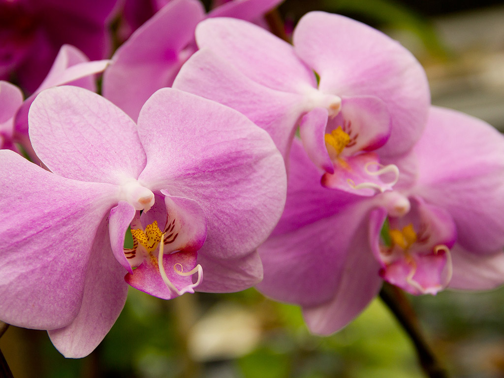 Orchidee #025