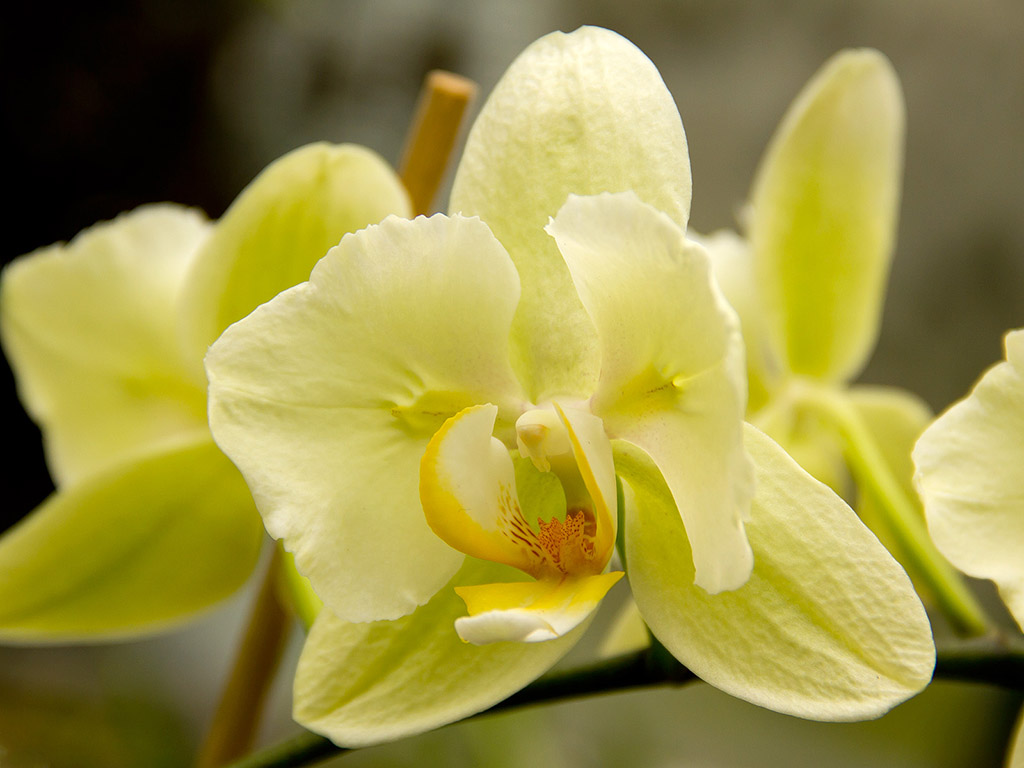 Orchidee #026
