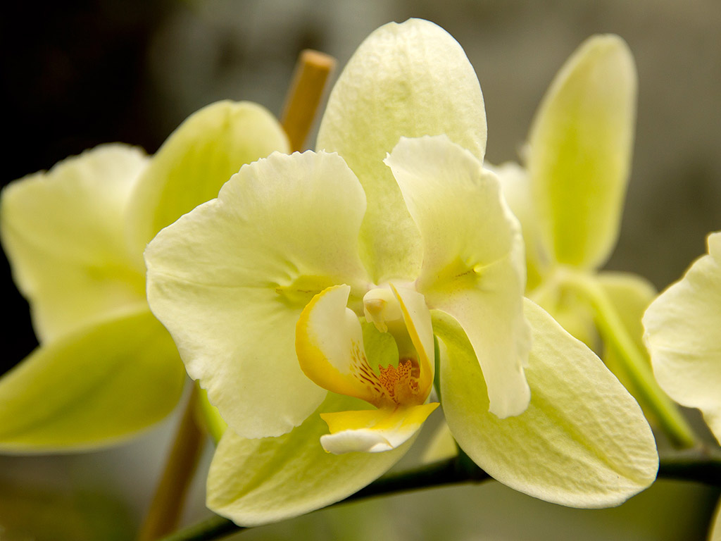 Orchidee