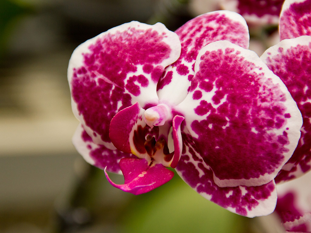 Orchidee #027