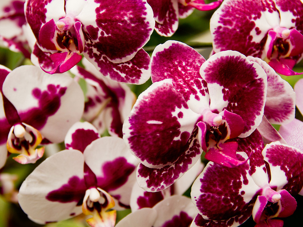Orchidee #028