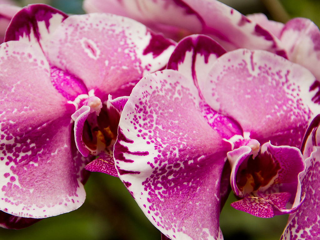 Orchidee #029 - Kostenloses Hintergrundbild