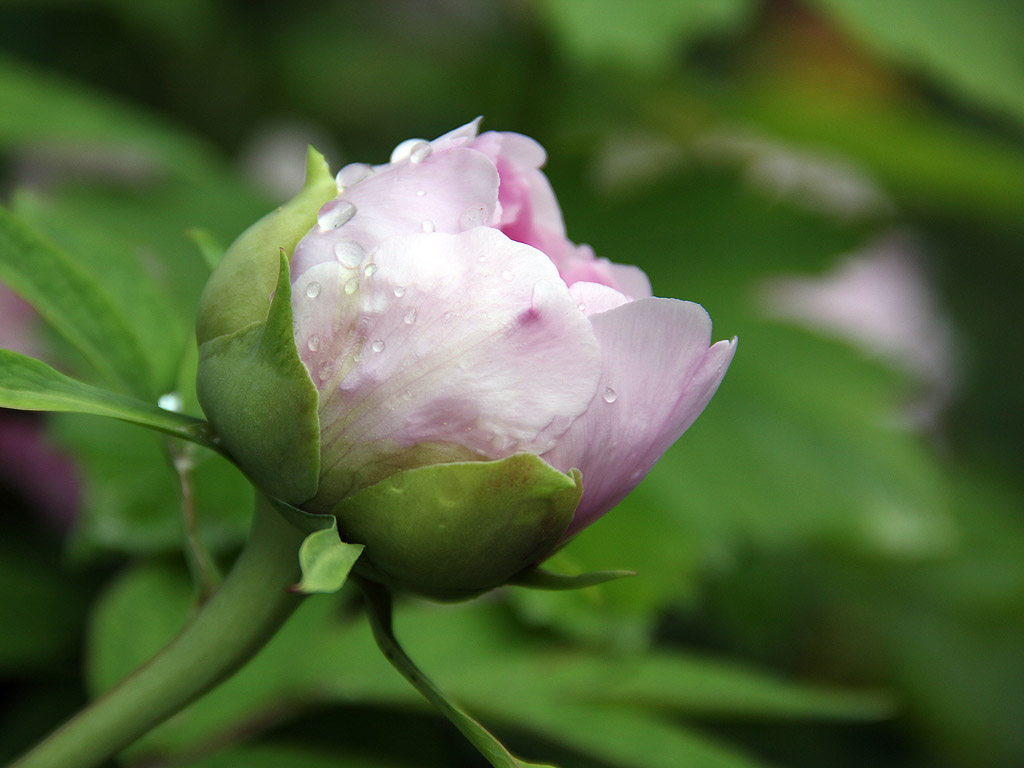 Frühling: Pfingstrose