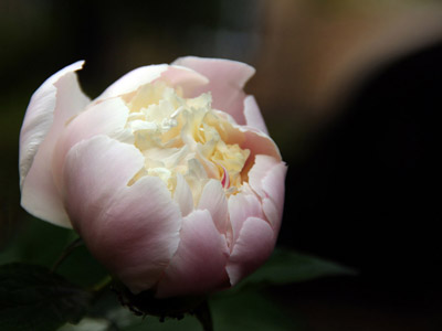 Frühling - blühende Pfingstrose