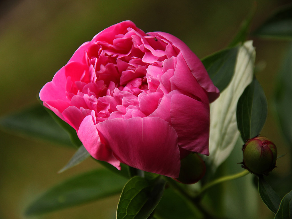 Frühling: Pfingstrose