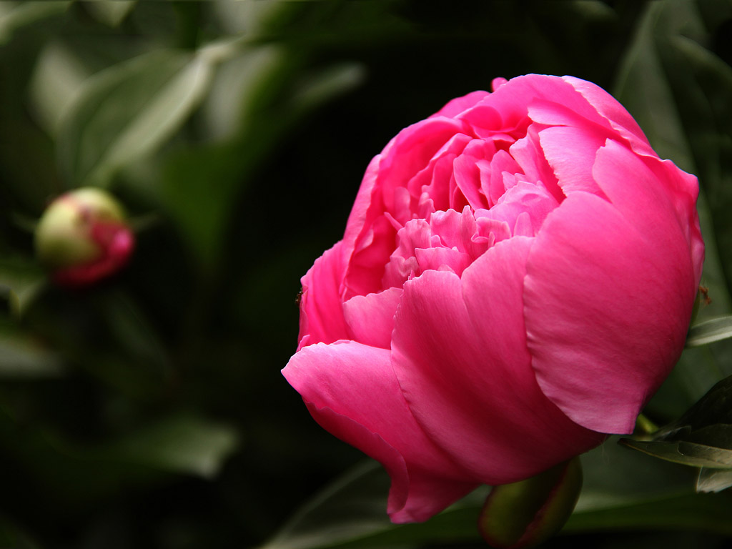 Pfingstrose (Peonia) #016