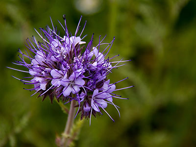 Bienenfreund - Phacelia