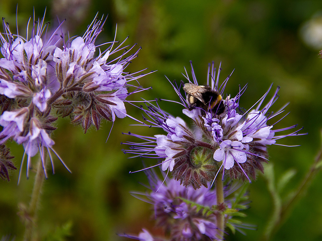 Bienenfreund - Phacelia