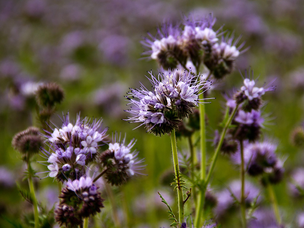 Bienenfreund - Phacelia