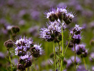 Bienenfreund