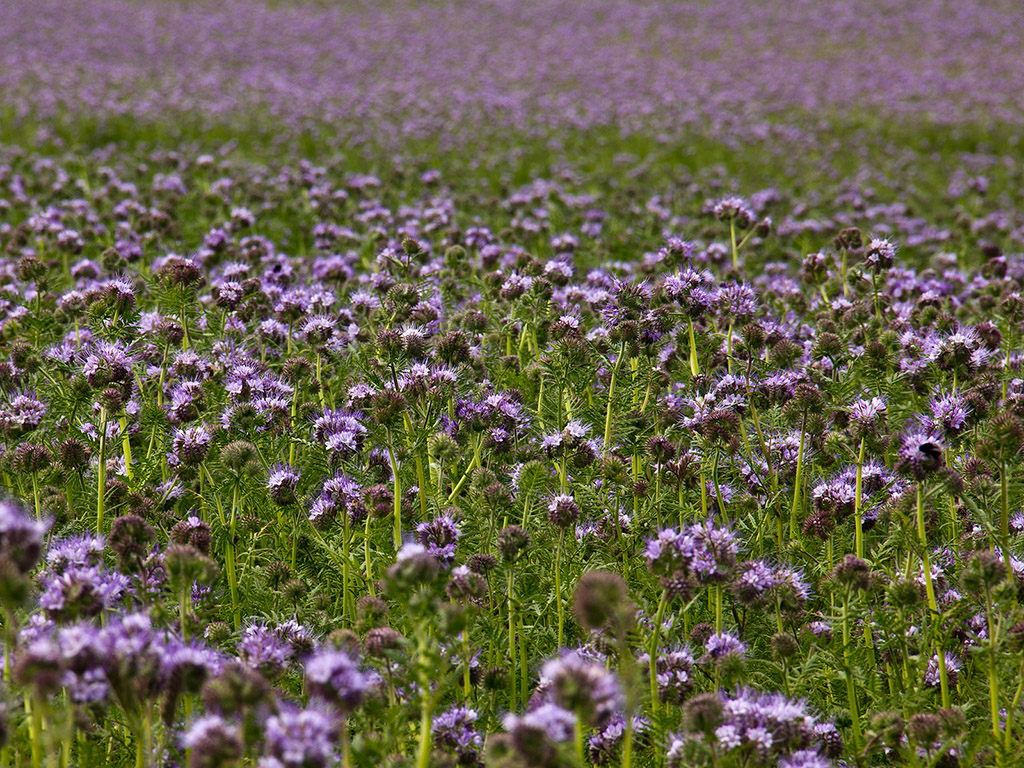 Bienenfreund - Phacelia