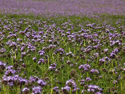 Bienenfreund - Phacelia