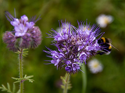 Bienenfreund - Phacelia