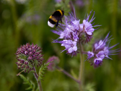 Bienenfreund - Phacelia