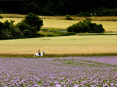 Bienenfreund - Phacelia